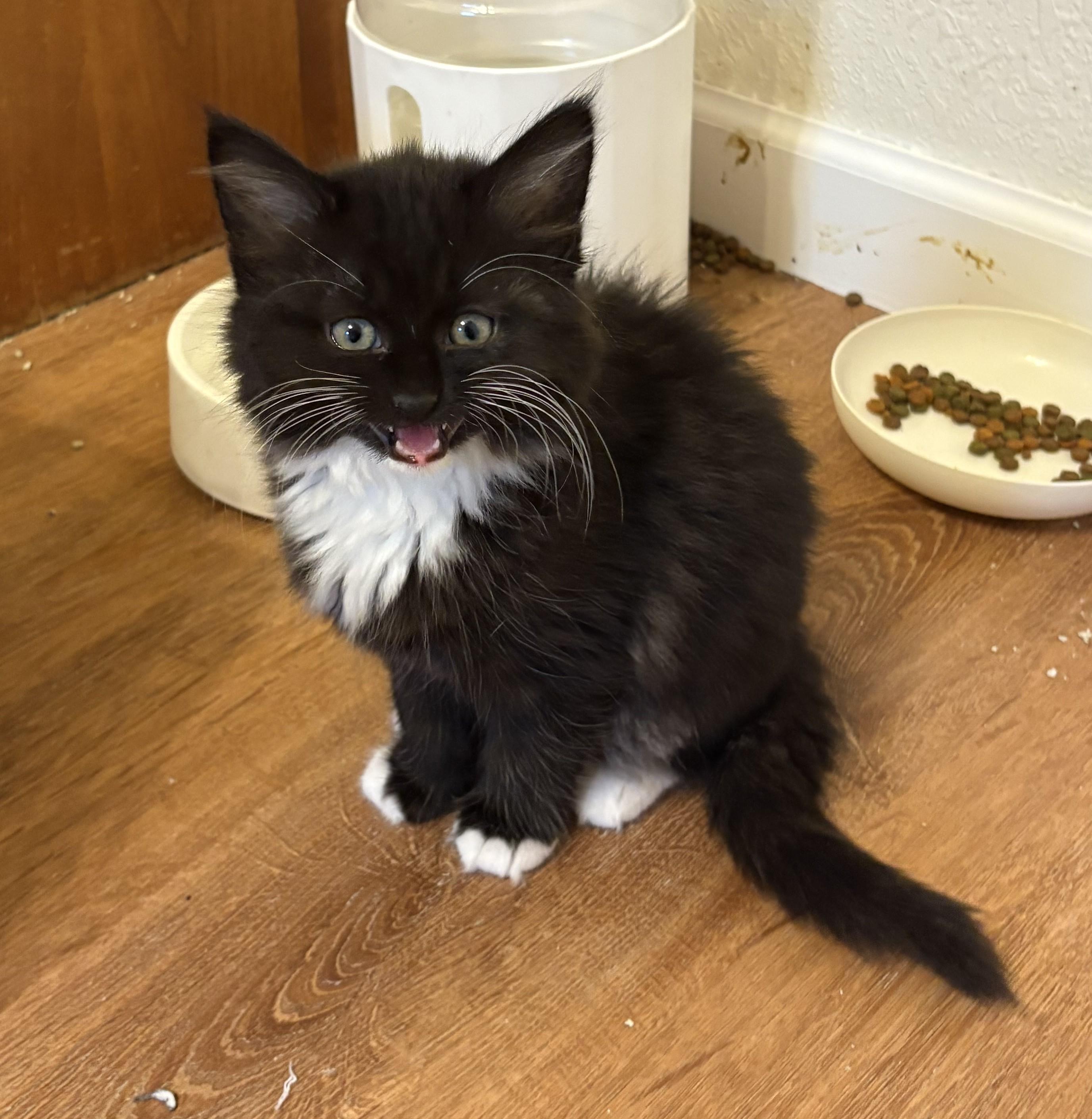 Ahsoka, adopted, Kitten Female Domestic Long Hair & Tuxedo.