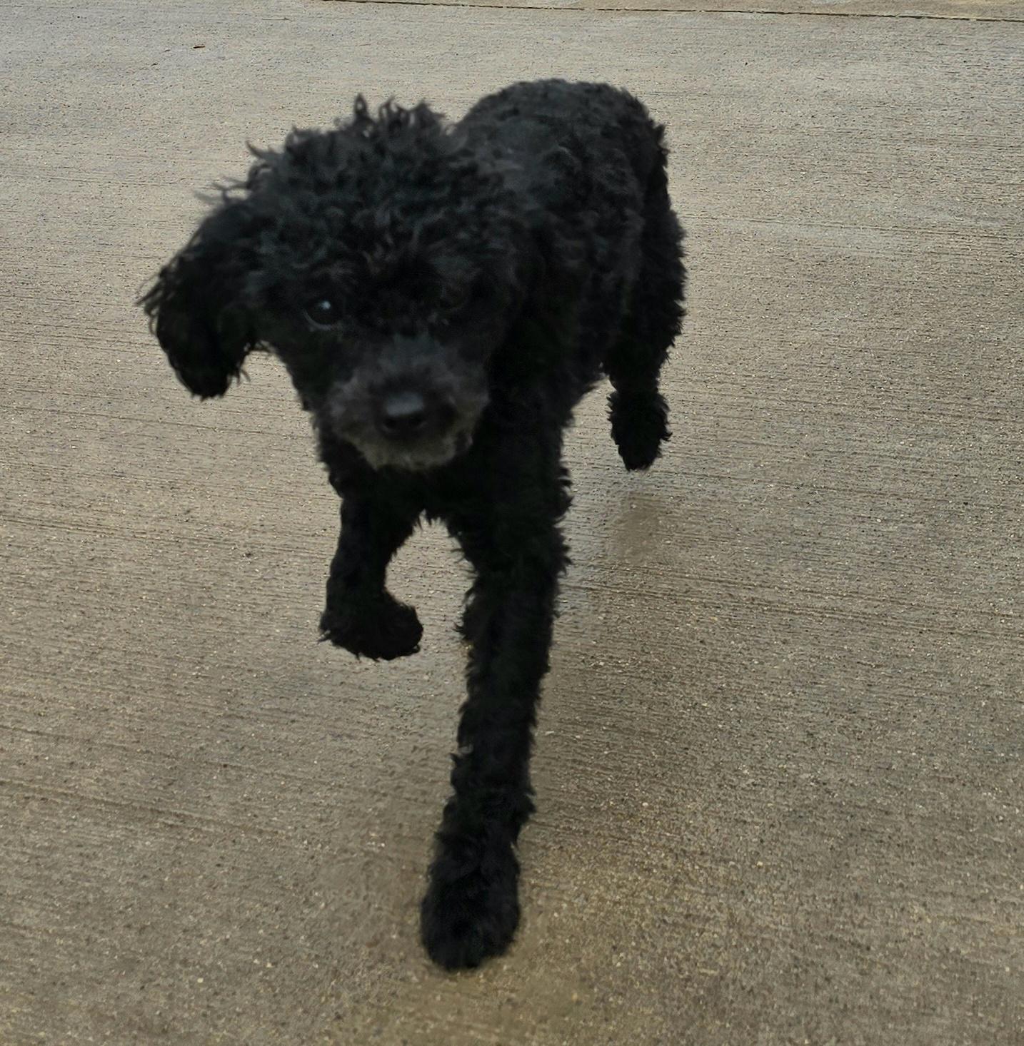 GiGi, an adopted Miniature Poodle in Terre Haute, IN image 2/3