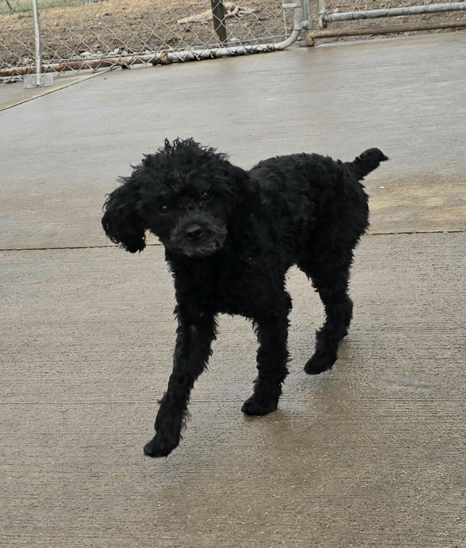 GiGi, an adopted Miniature Poodle in Terre Haute, IN image 1/3