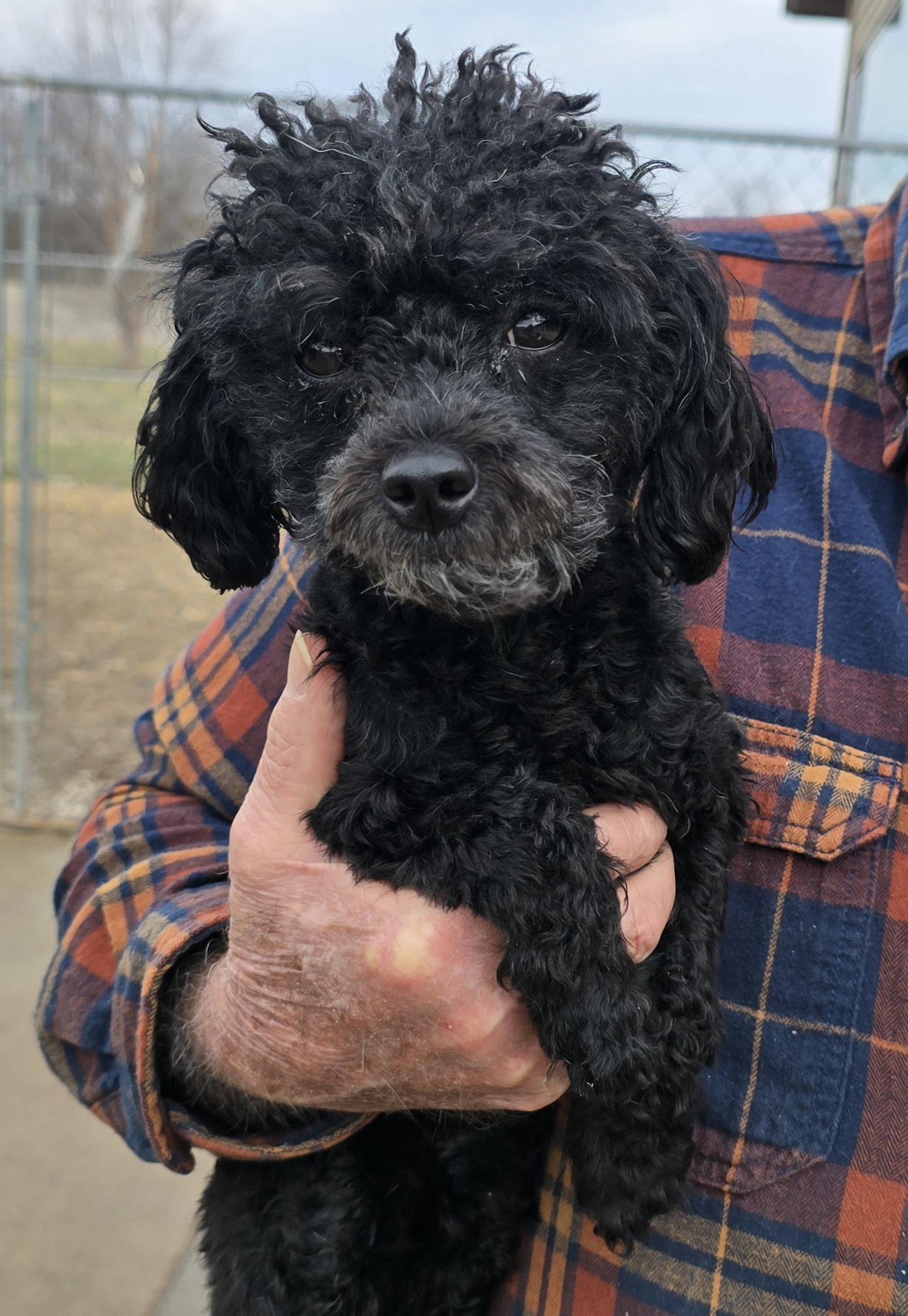 GiGi, an adopted Miniature Poodle in Terre Haute, IN image 3/3