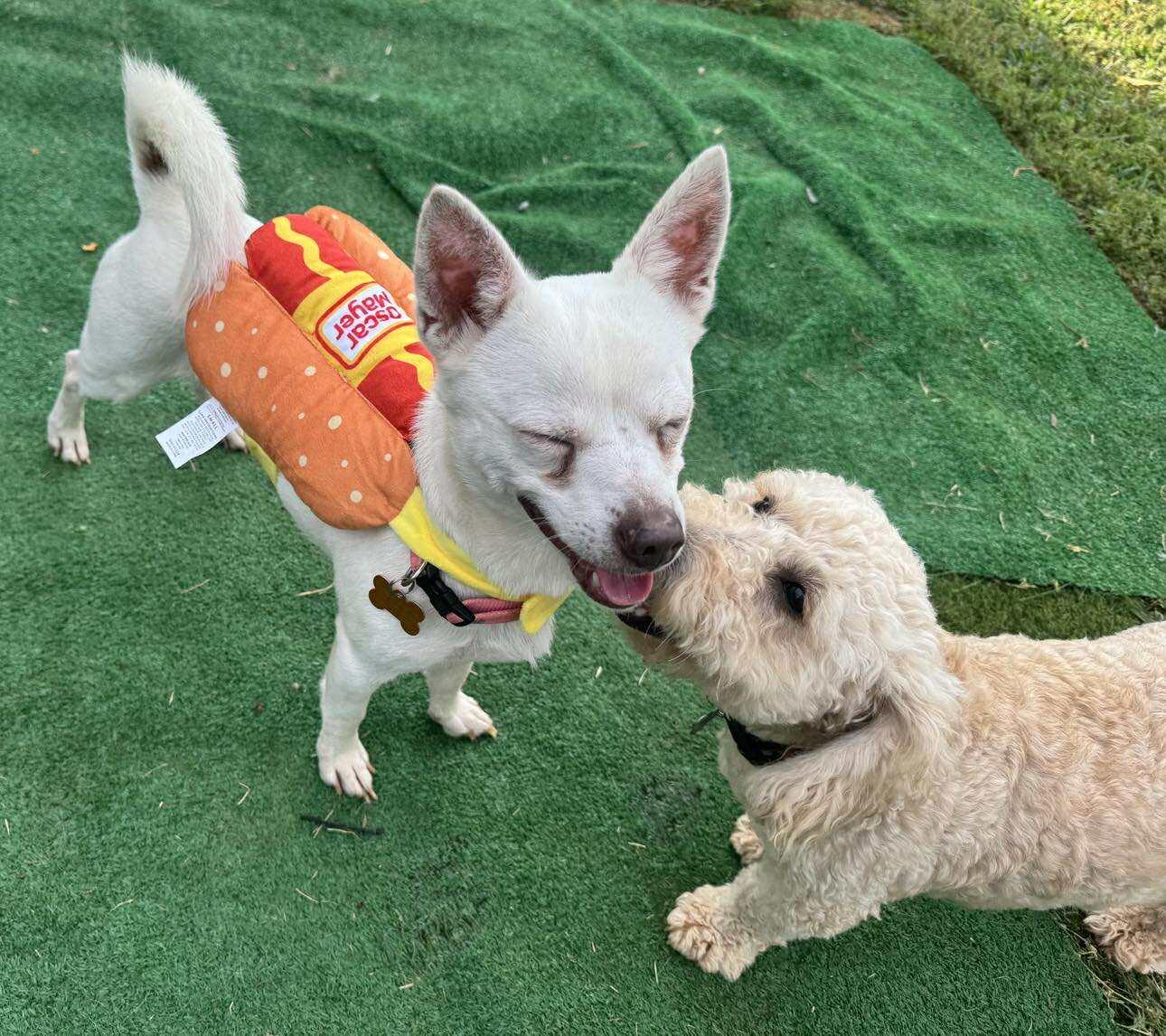 Enlarge Pancho, a Adopted Chihuahua in Winston Salem, NC image 2/4