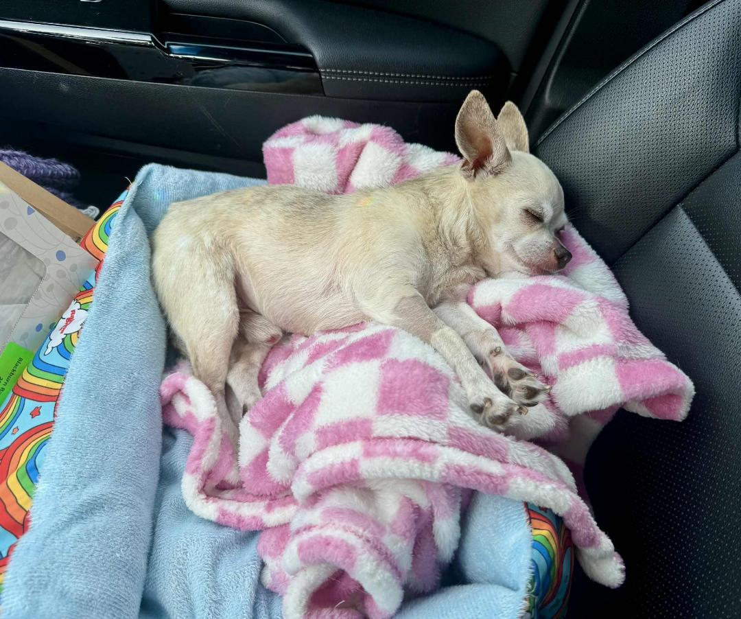 Enlarge Pancho, a Adopted Chihuahua in Winston Salem, NC image 3/4