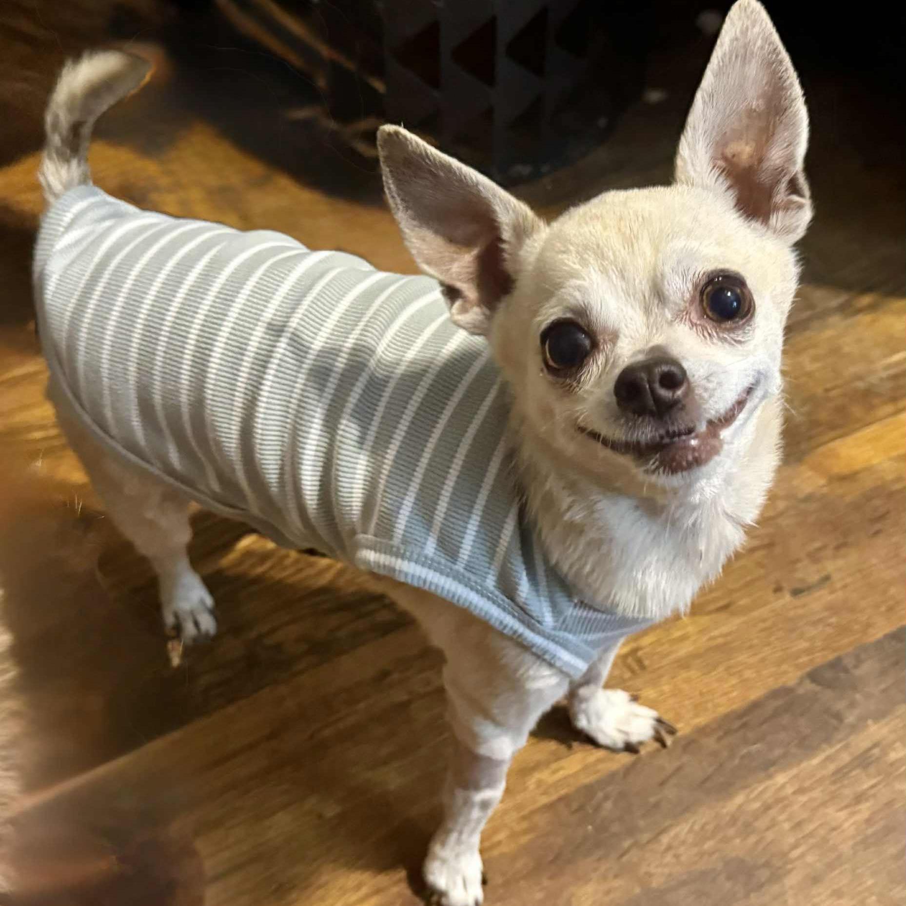 Pancho, Adopted, Adult Male Chihuahua.