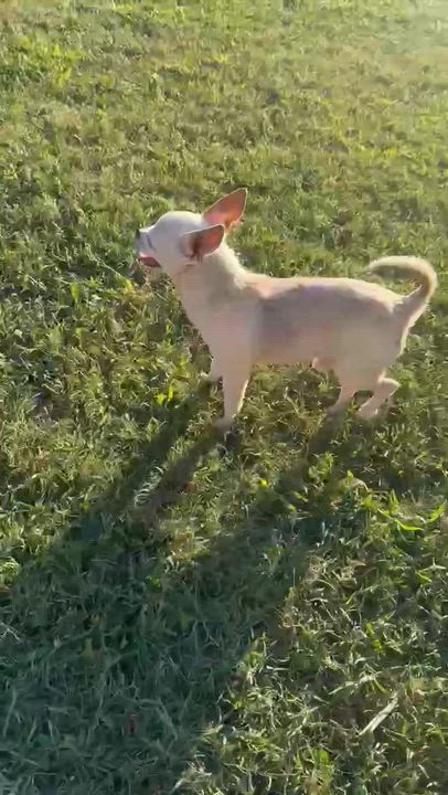 Enlarge Pancho, a Adopted Chihuahua in Winston Salem, NC video 4/4