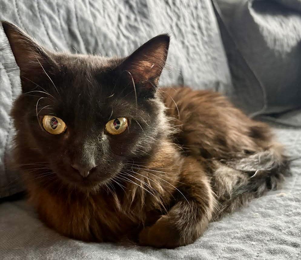 Muffin, Adoptable, Young Male Domestic Long Hair.