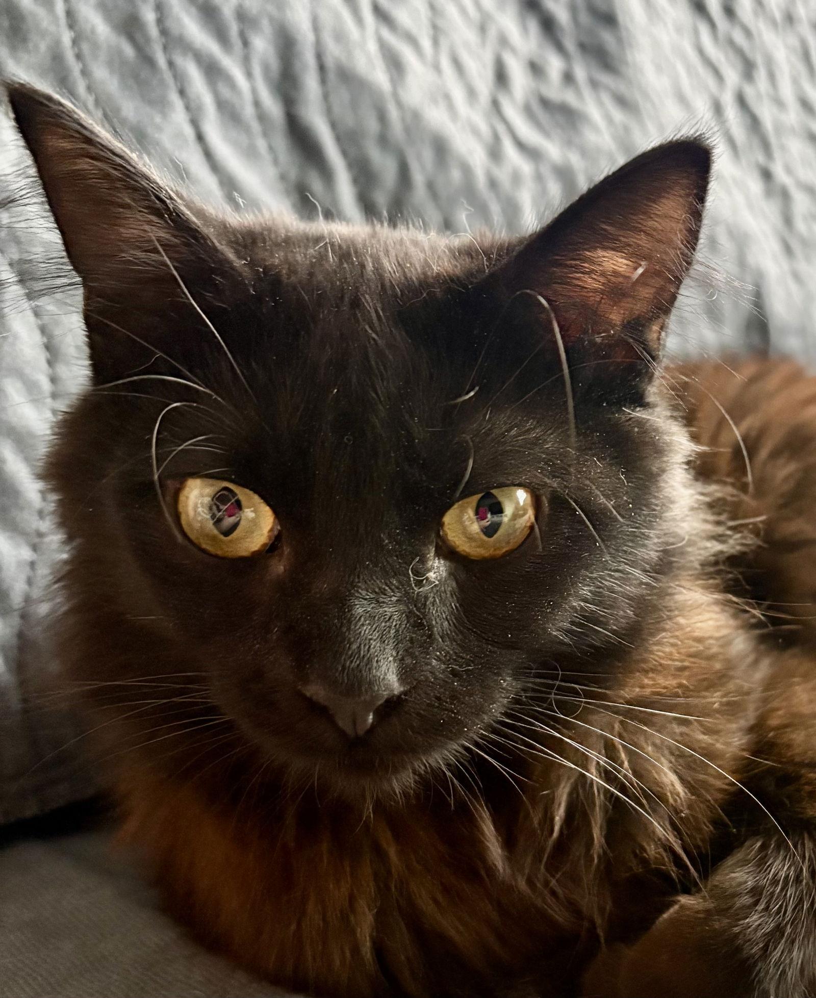 Muffin, Adoptable, Adult Male Domestic Long Hair.