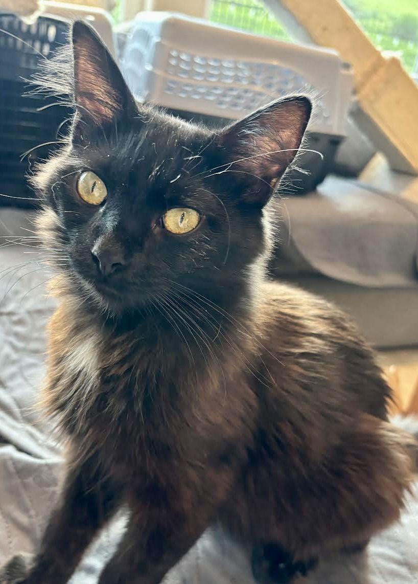 Enlarge Muffin, a Adoptable Domestic Long Hair in Antioch, CA image 3/3