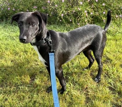 Aquata, Adoptable, Puppy Female Smooth Fox Terrier & Mixed Breed.