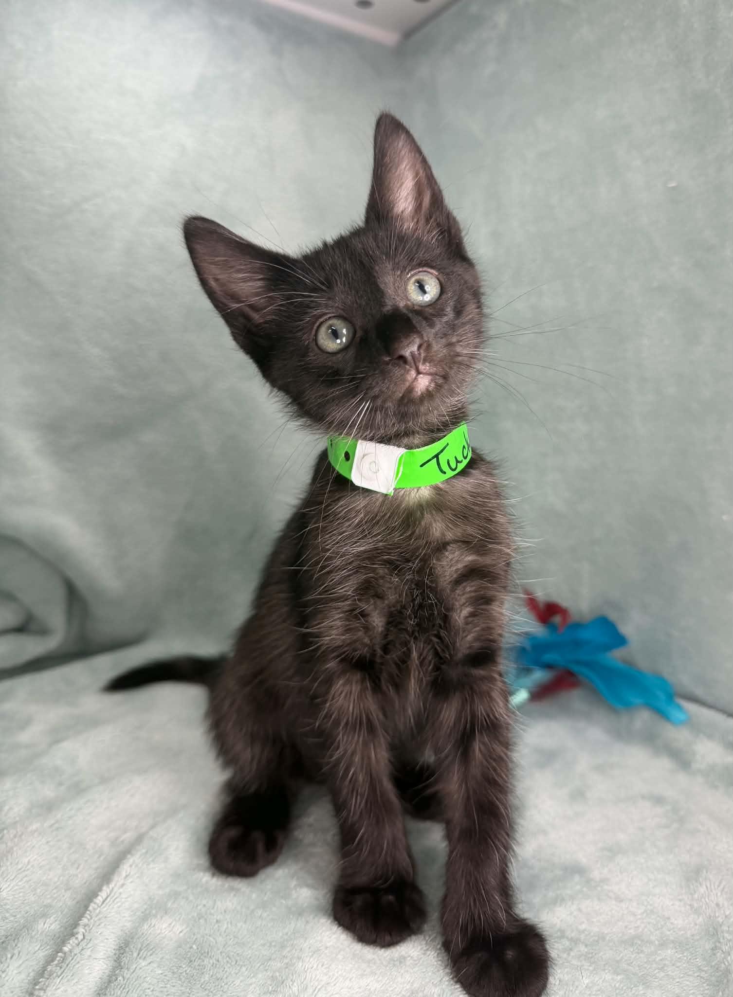 Tucker, an adopted Domestic Short Hair in Tavares, FL image 3/4