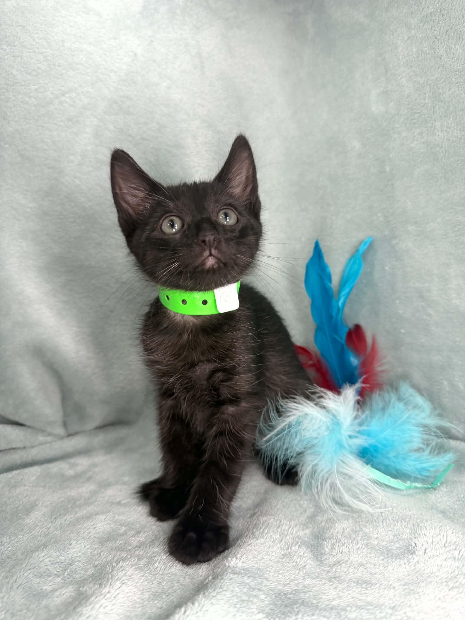 Tucker, an adopted Domestic Short Hair in Tavares, FL image 2/4