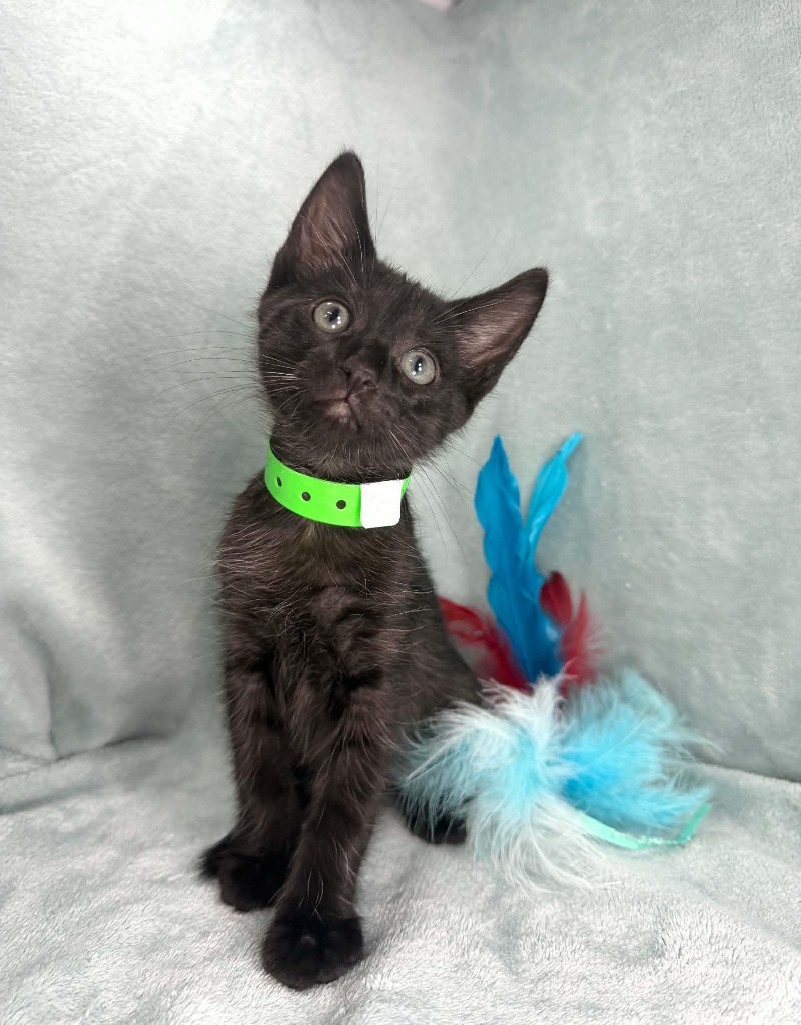 Tucker, an adopted Domestic Short Hair in Tavares, FL image 4/4
