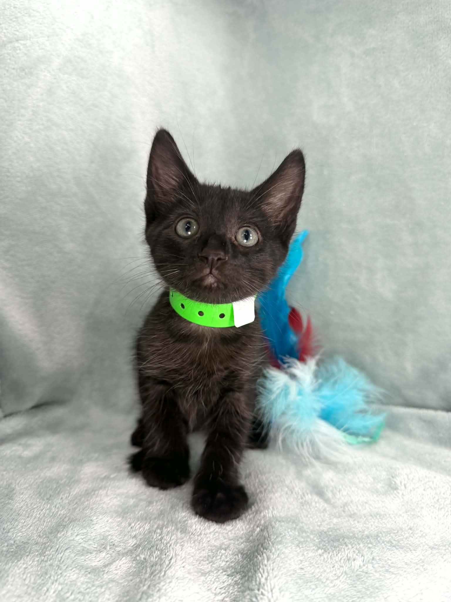 Tucker, adopted, Kitten Male Domestic Short Hair.