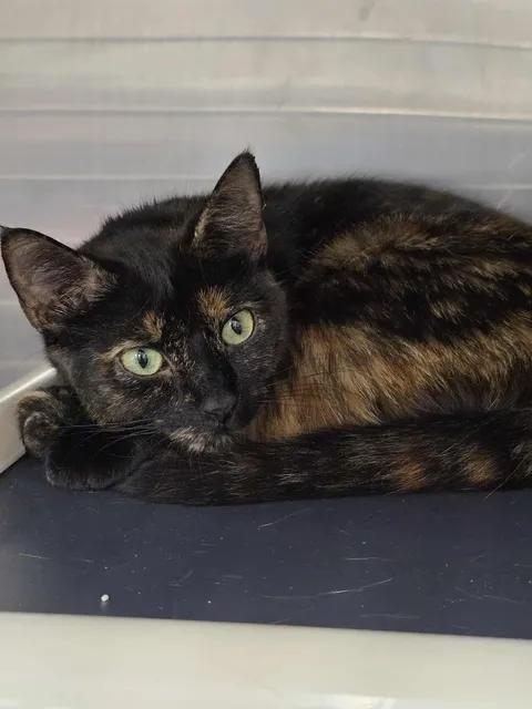 Sweetie Belle, ADOPTABLE, Young Female Domestic Short Hair.