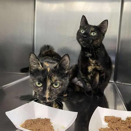 Enlarge Sweetie Belle, a ADOPTABLE Domestic Short Hair in Winthrop, ME image 2/2