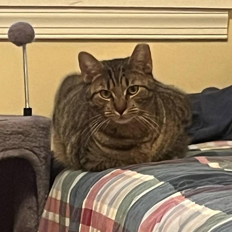 Fraser, a Adoptable mixed breed in Harrisburg, PA image 3/6