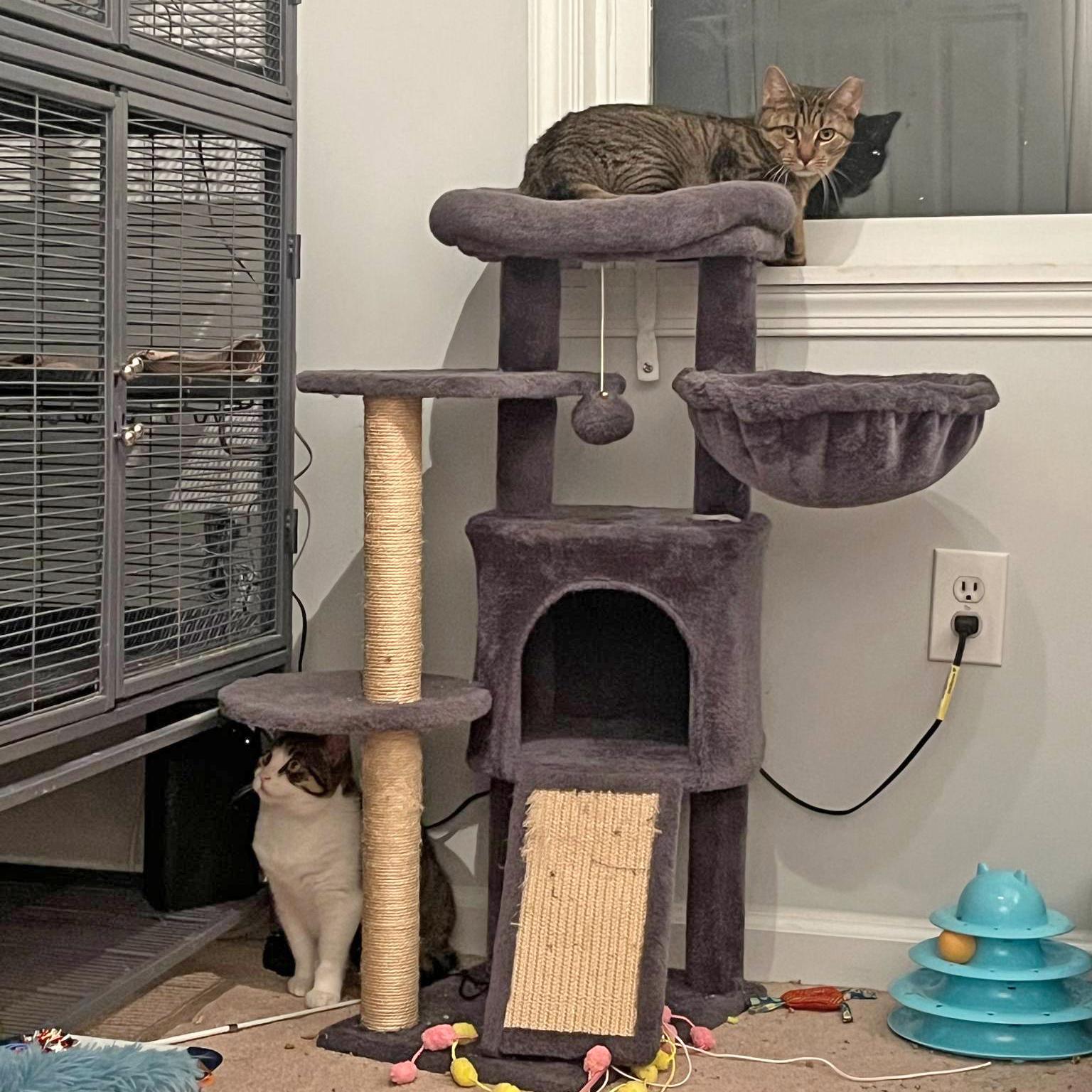 Fraser, a Adoptable mixed breed in Harrisburg, PA image 4/6