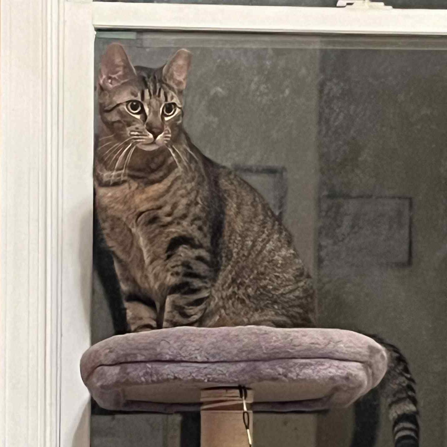 Fraser, Adoptable, Young Male Tabby & Domestic Short Hair.