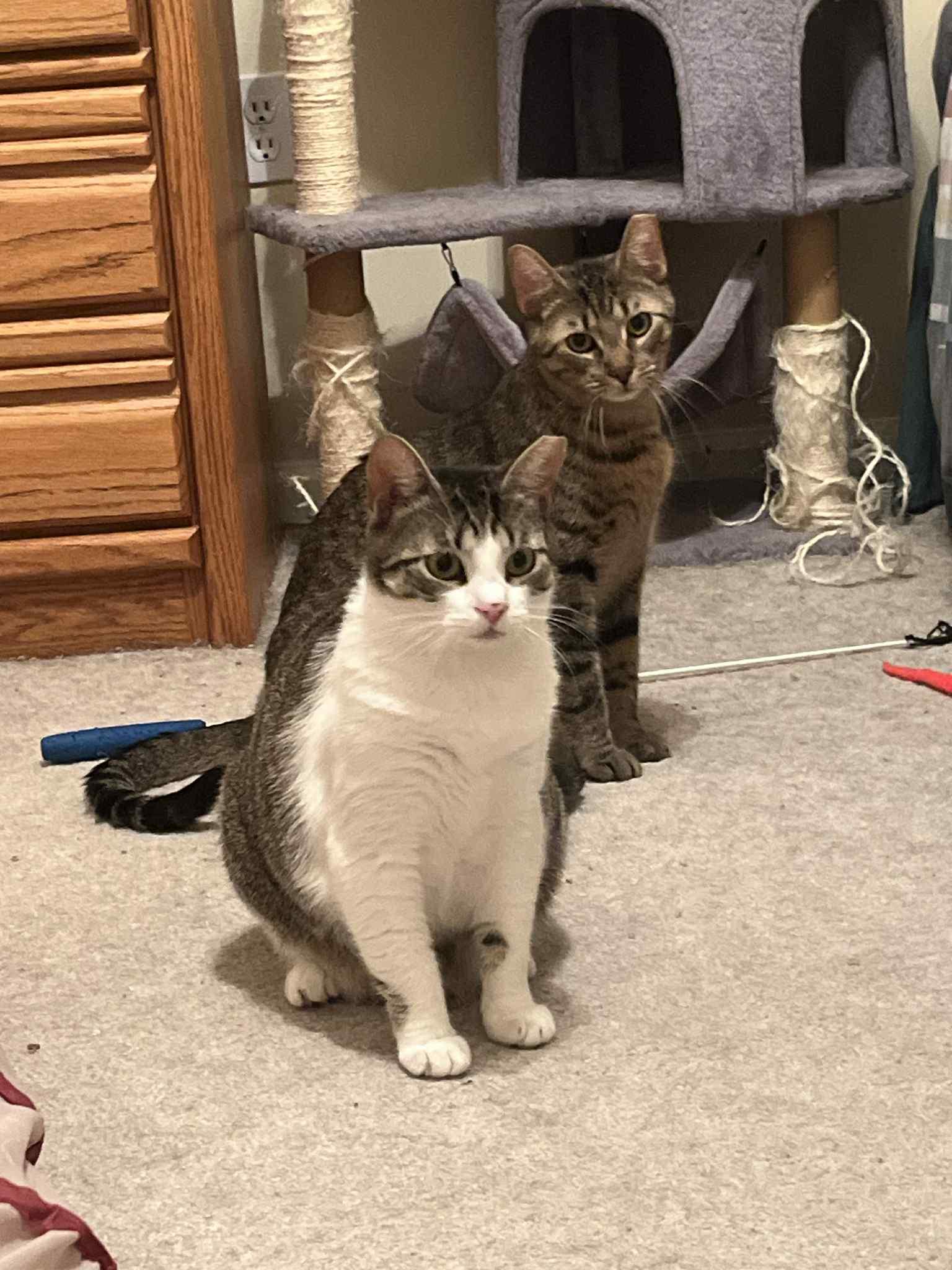 Fraser, a Adoptable mixed breed in Harrisburg, PA image 2/6