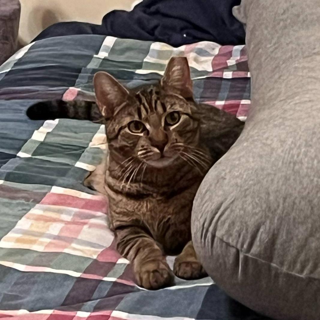 Fraser, a Adoptable mixed breed in Harrisburg, PA image 5/6