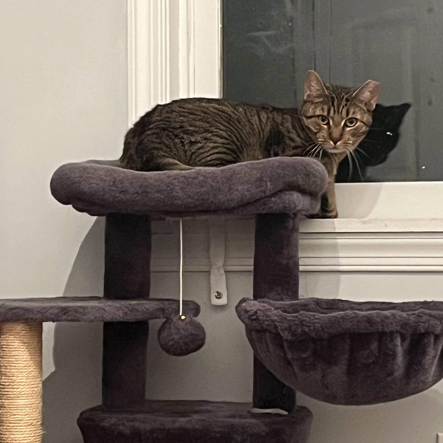 Fraser, a Adoptable mixed breed in Harrisburg, PA image 6/6