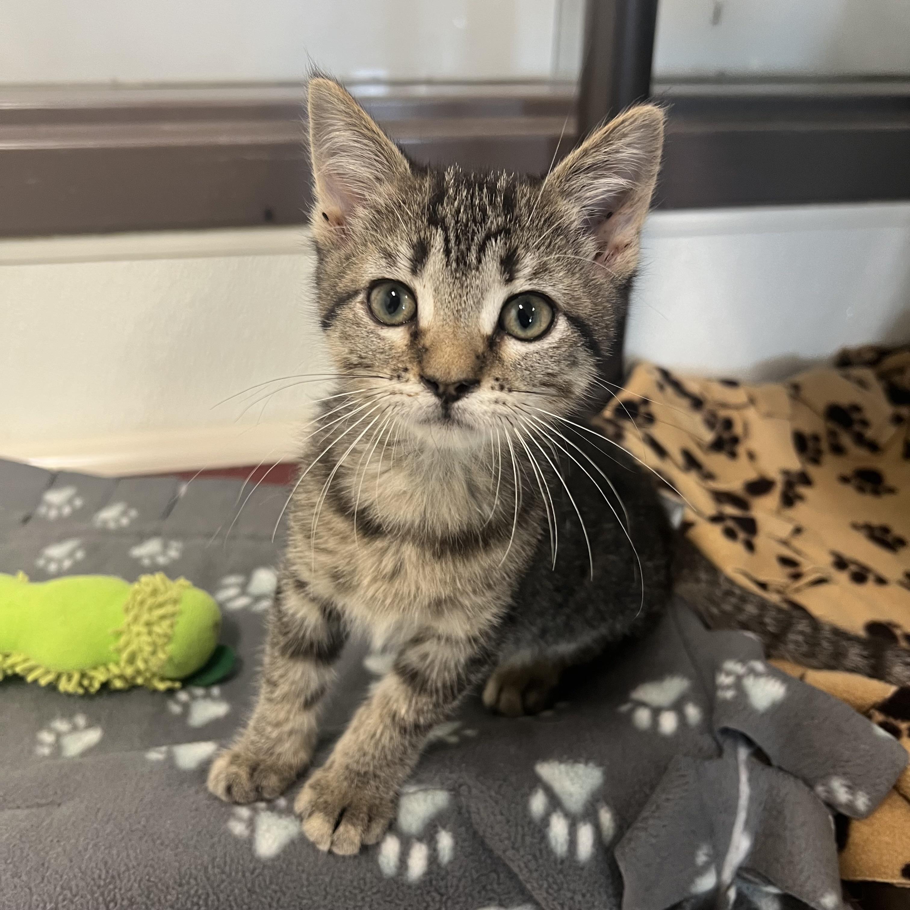 Cali, an adopted Domestic Short Hair in Fairmont, MN image 1/6