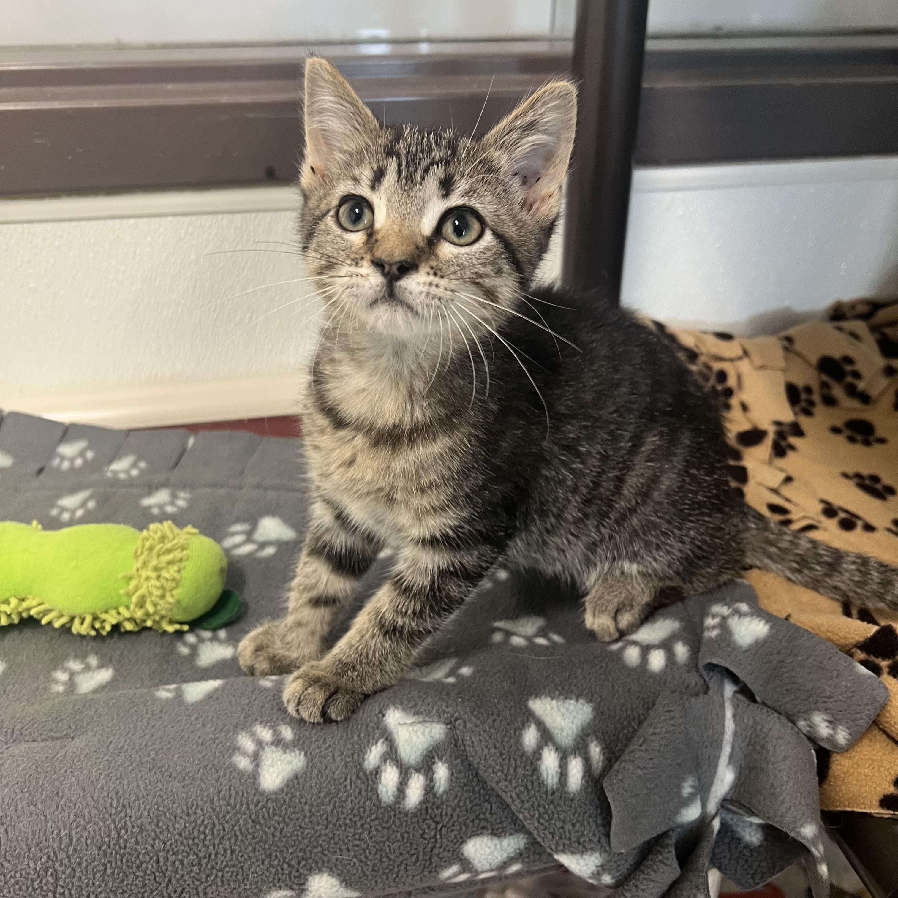Cali, an adopted Domestic Short Hair in Fairmont, MN image 2/6