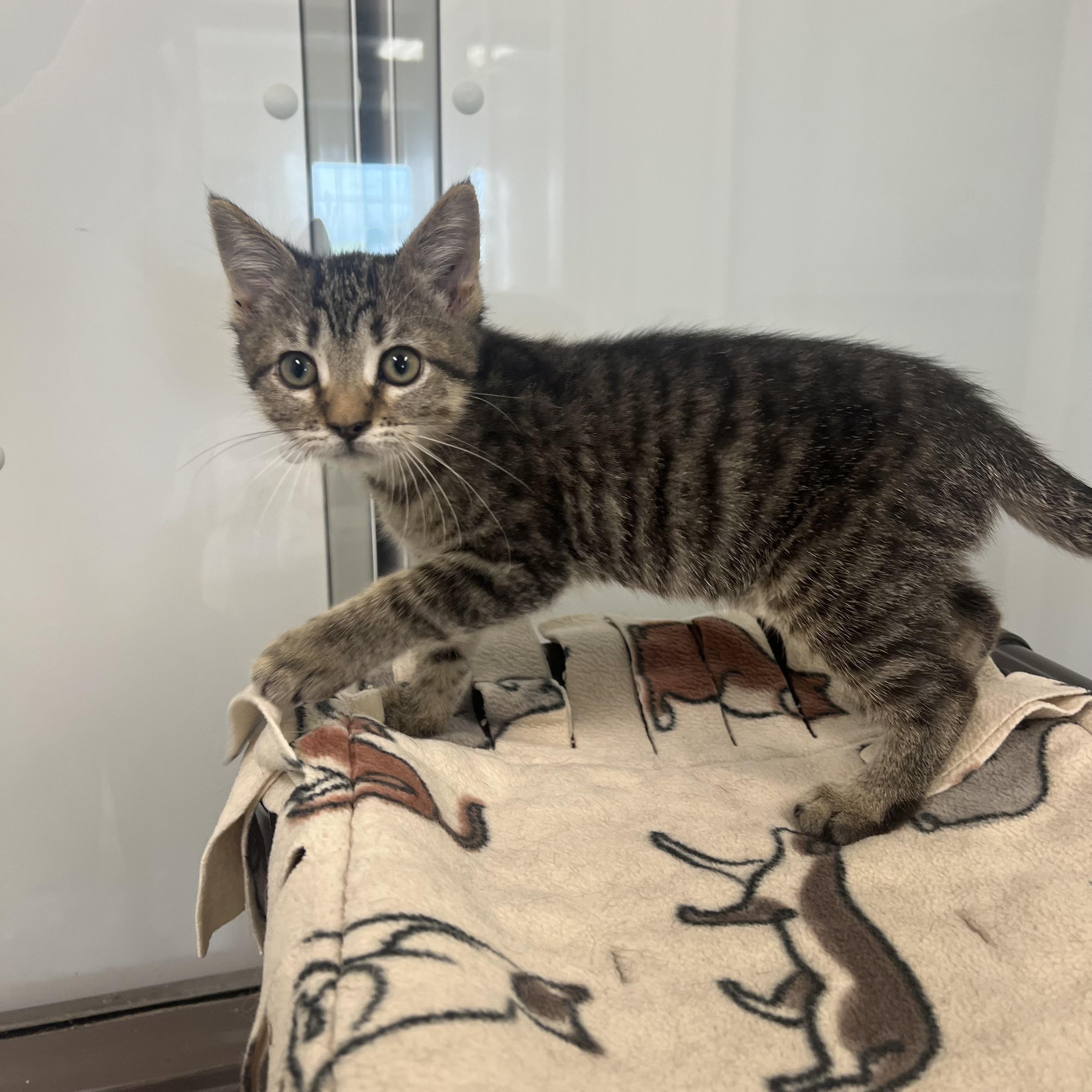 Cali, an adopted Domestic Short Hair in Fairmont, MN image 3/6
