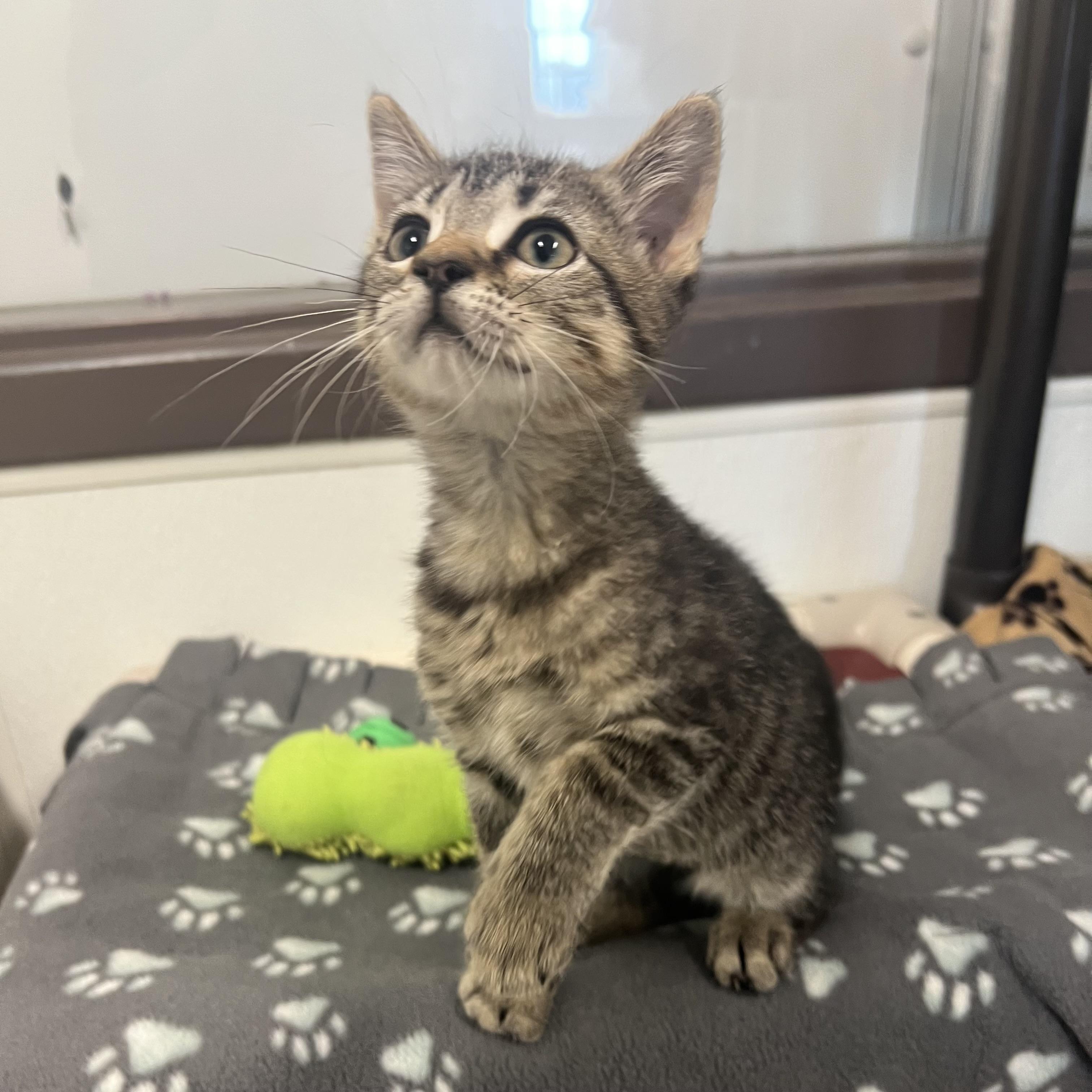 Cali, an adopted Domestic Short Hair in Fairmont, MN image 4/6
