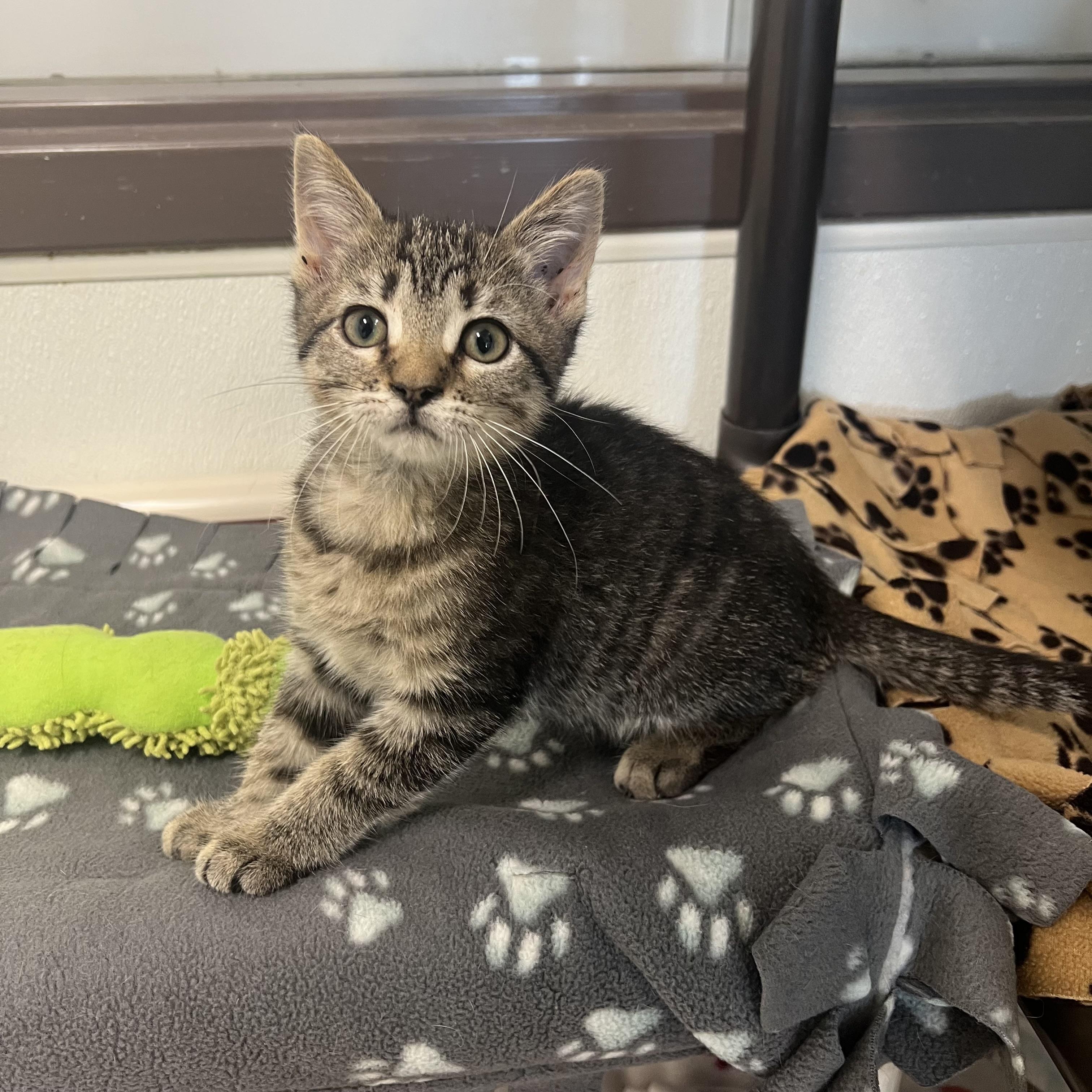 Cali, an adopted Domestic Short Hair in Fairmont, MN image 5/6