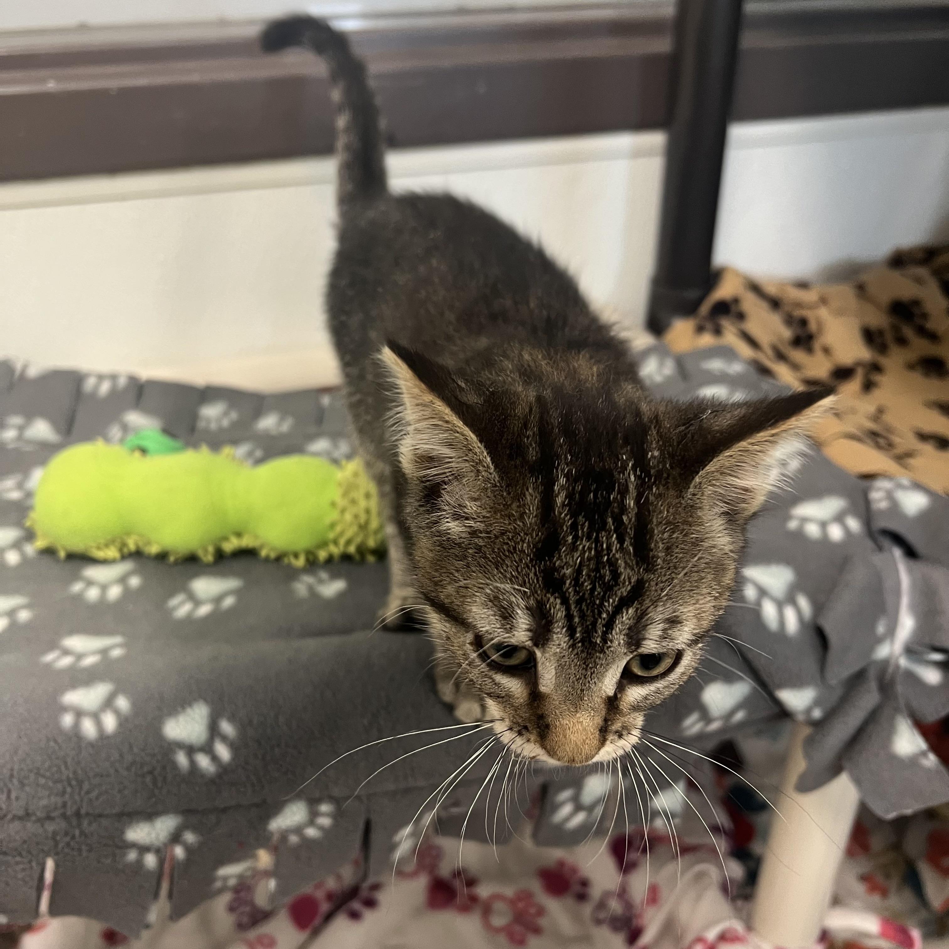 Cali, an adopted Domestic Short Hair in Fairmont, MN image 6/6