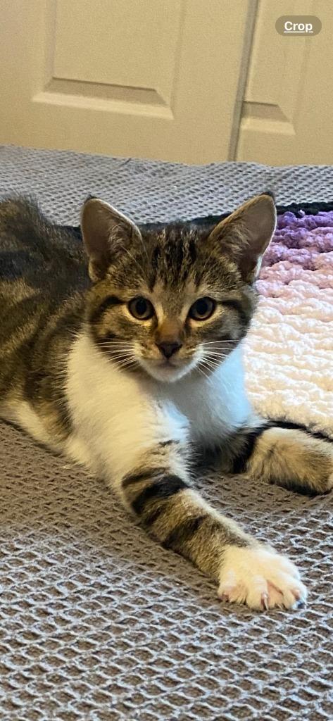 Enlarge Maple, a Adoptable mixed breed in Palmer, AK image 1/3