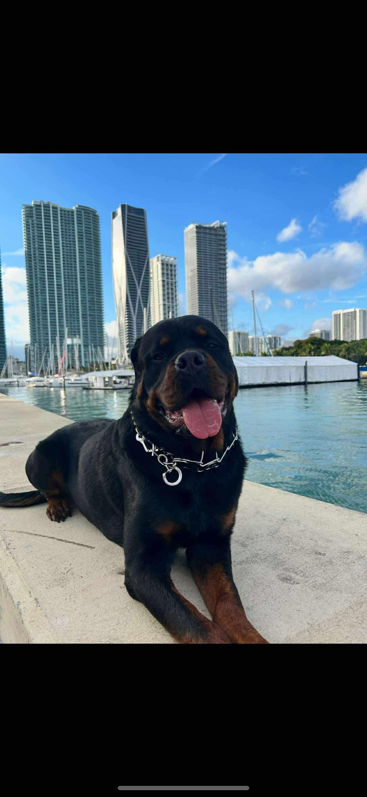 King (Courtesy Post)