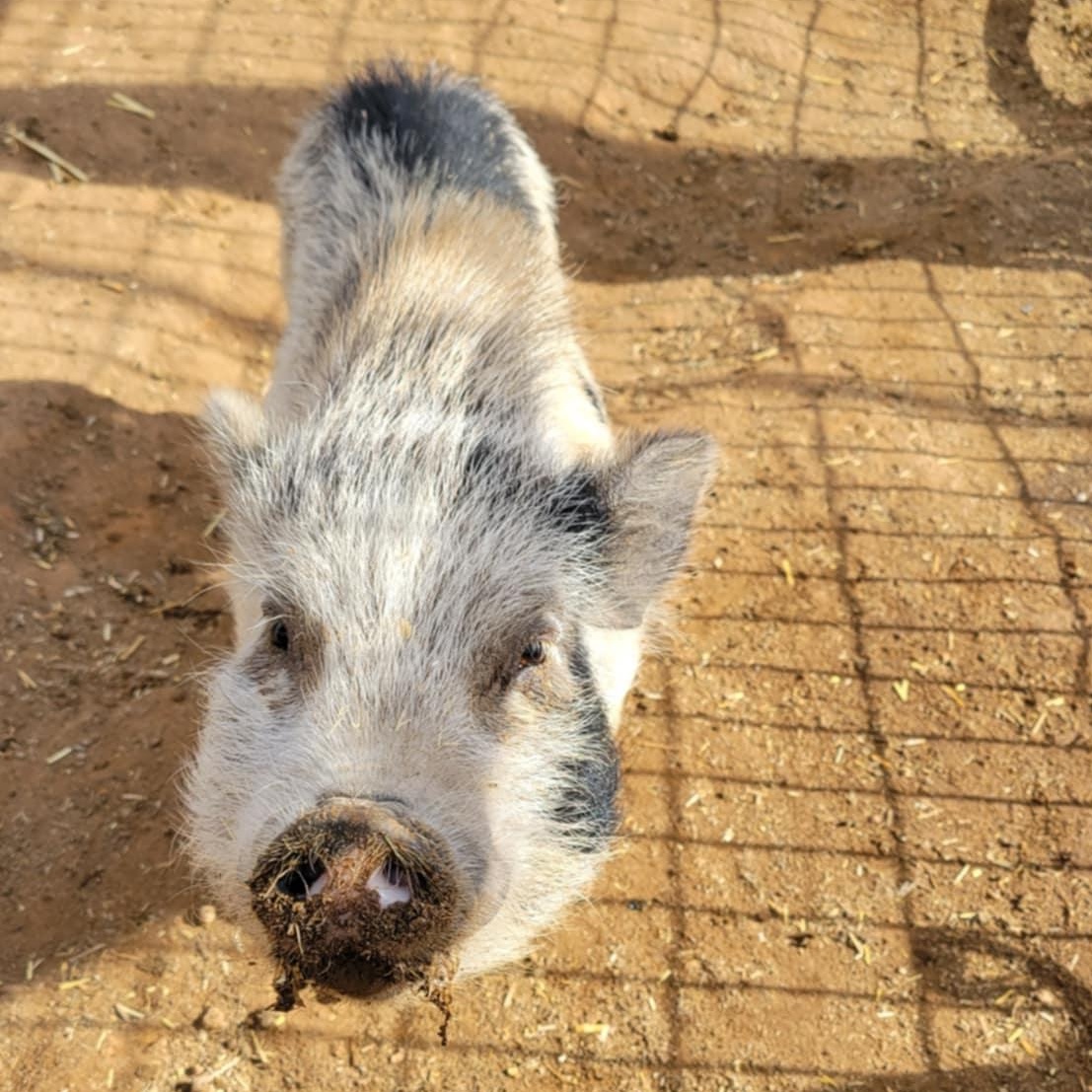Enlarge Christie Lee, a Adoptable Pot Bellied in Agua Dulce, CA image 2/2