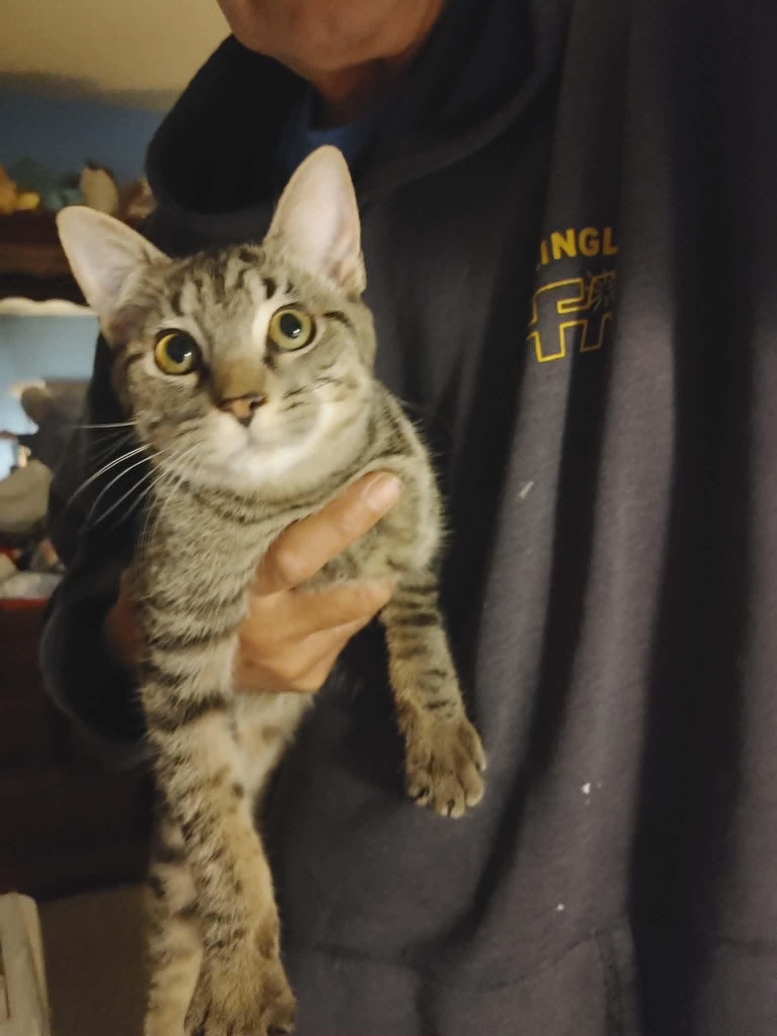 Andre & Pomona Sprout- BONDED PAIR, a ADOPTABLE Domestic Short Hair in Woodstock, CT image 1/2