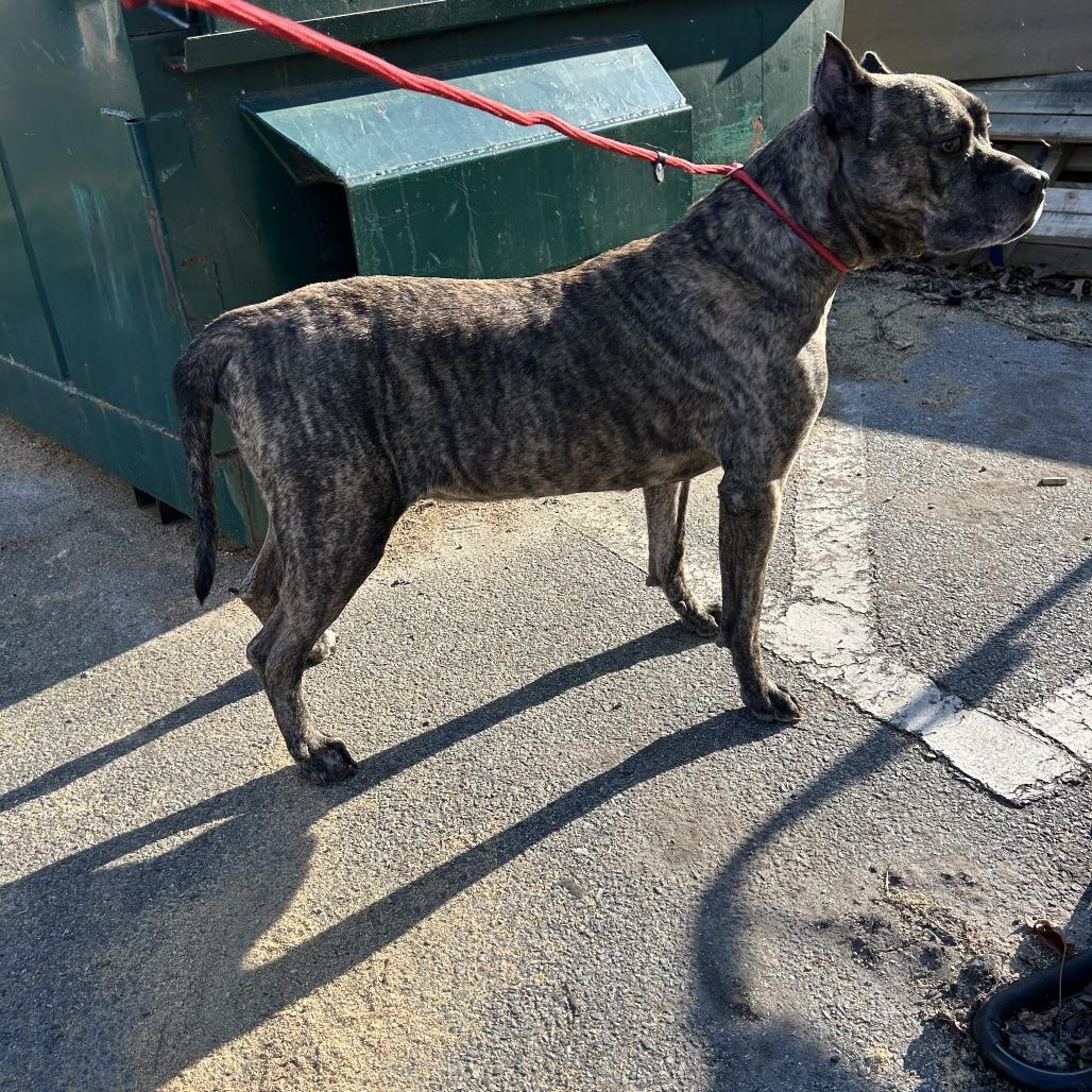 Enlarge Julius, a Adoptable mixed breed in Windsor, VA image 1/1