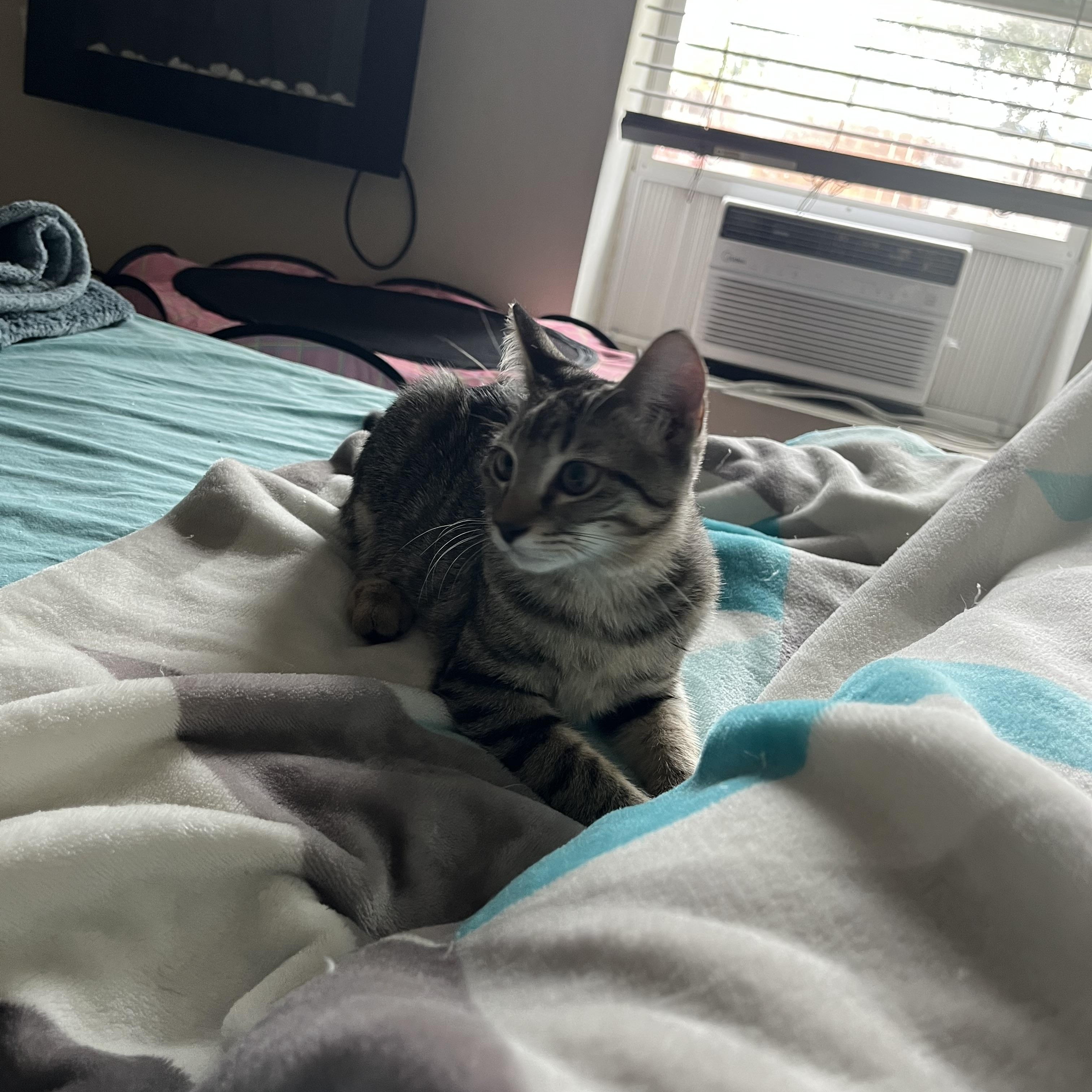 Enlarge Sirachi, a Adoptable Domestic Short Hair in Ormond Beach, FL image 1/3