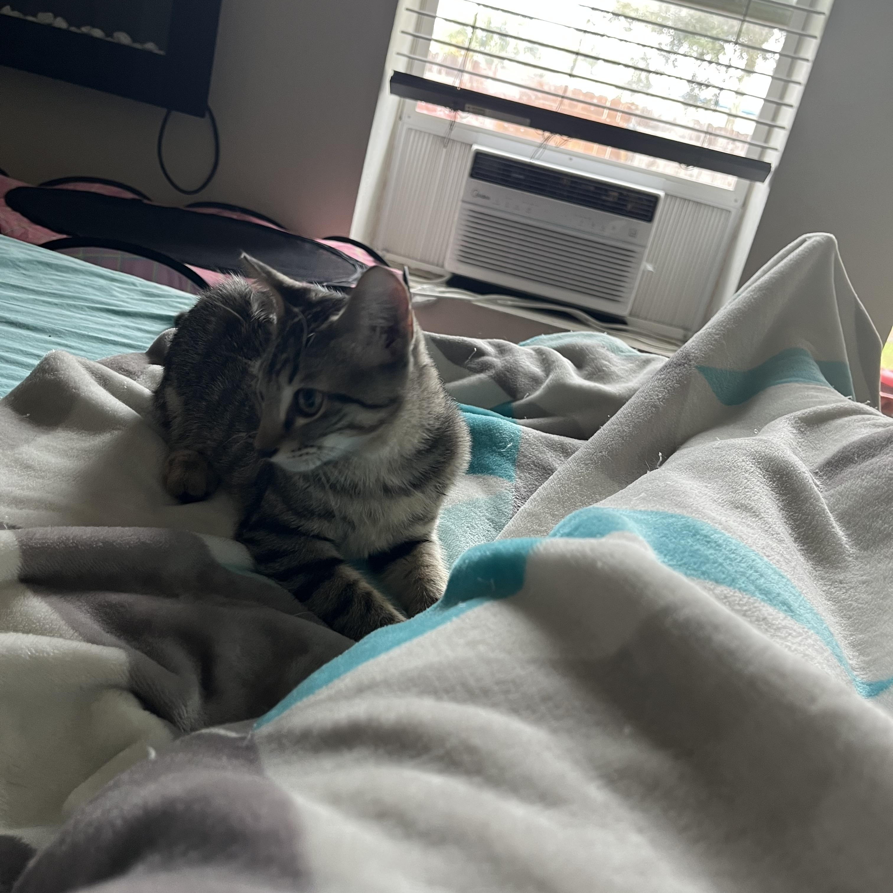 Enlarge Sirachi, a Adoptable Domestic Short Hair in Ormond Beach, FL image 2/3