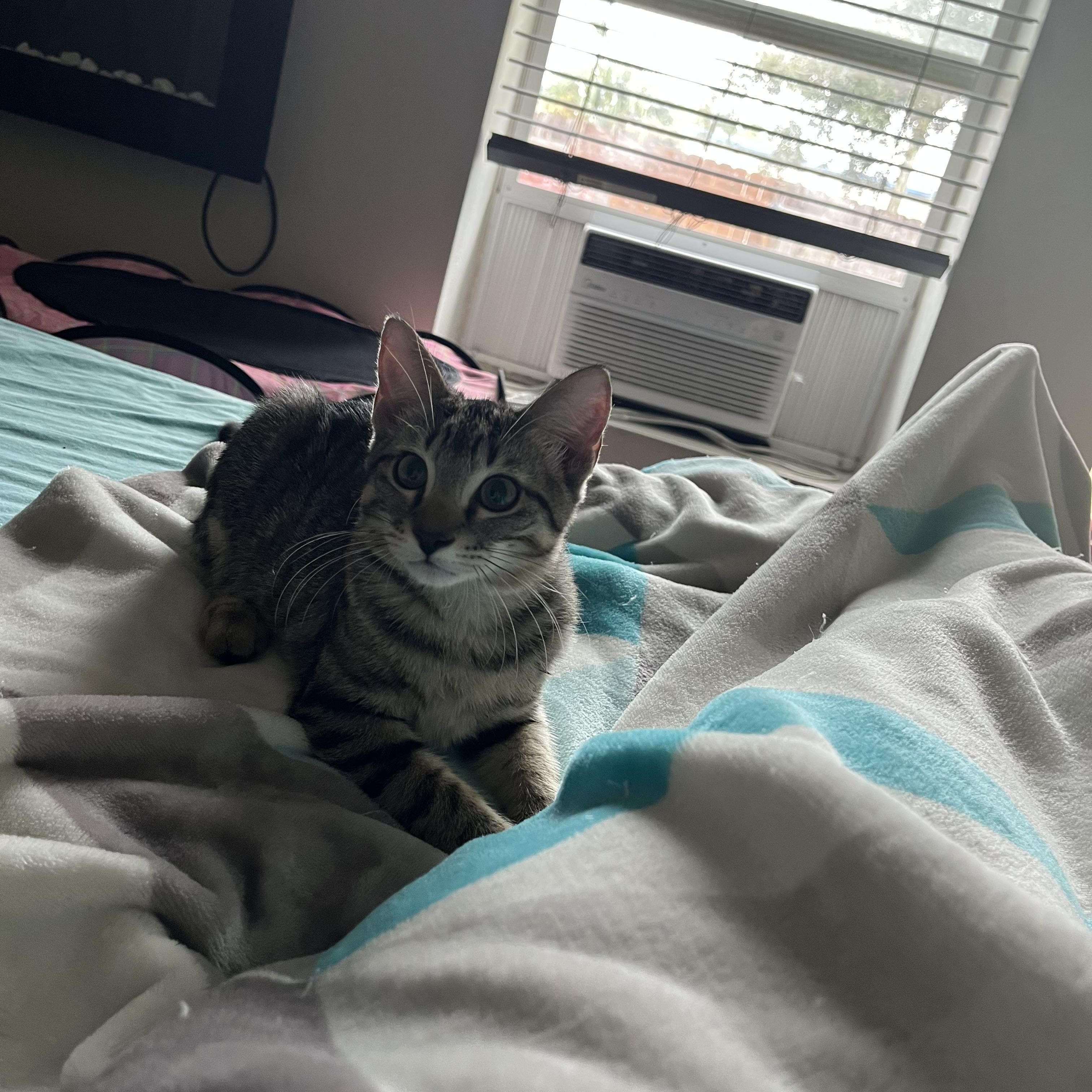 Enlarge Sirachi, a Adoptable Domestic Short Hair in Ormond Beach, FL image 3/3