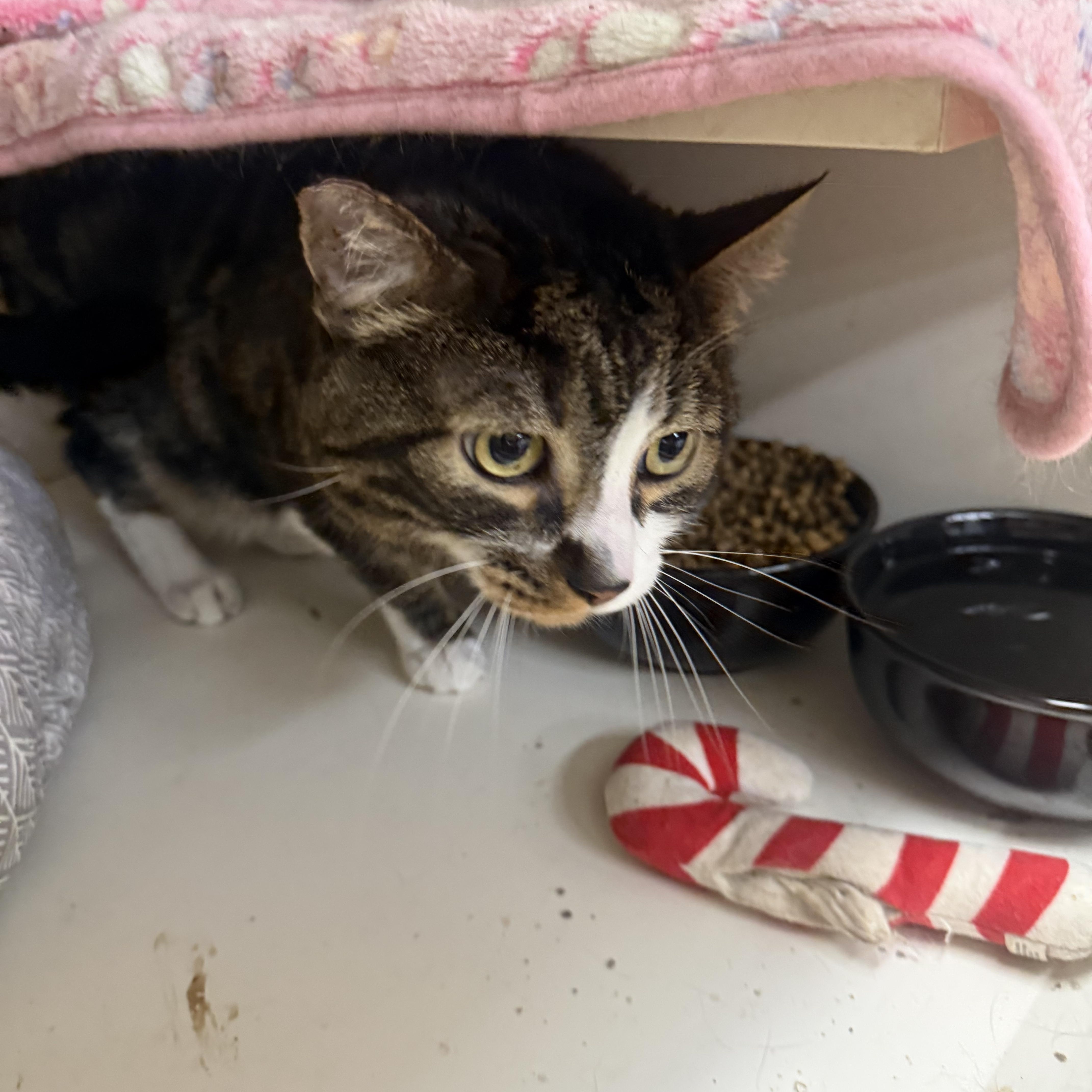 Enlarge Maui, a ADOPTABLE Tabby in Las Vegas, NV image 1/1