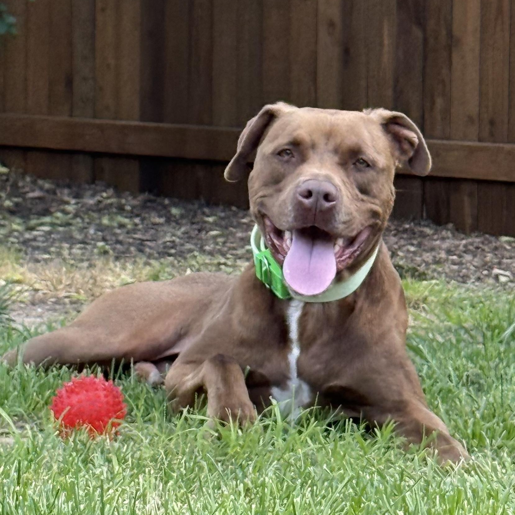 Kimbo Gizmo, Adult Male unknown
