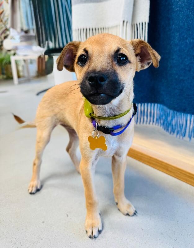 Enlarge Nori, a Adoptable mixed breed in Valley Village, CA image 1/5