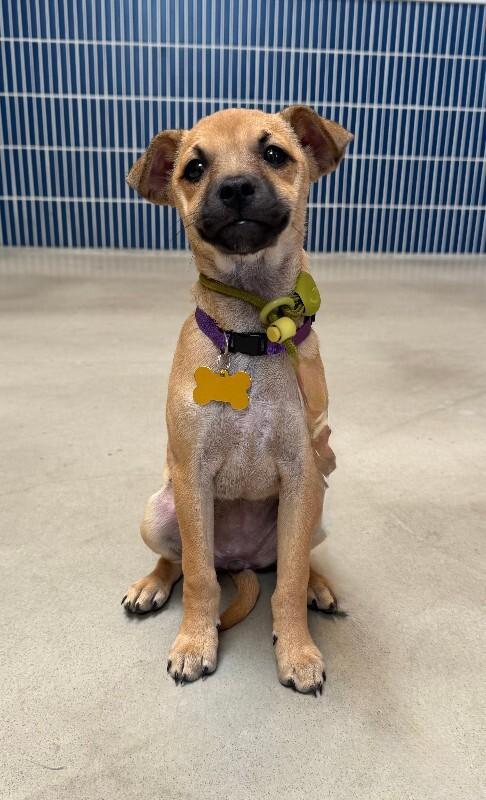 Enlarge Nori, a Adoptable mixed breed in Valley Village, CA image 2/5