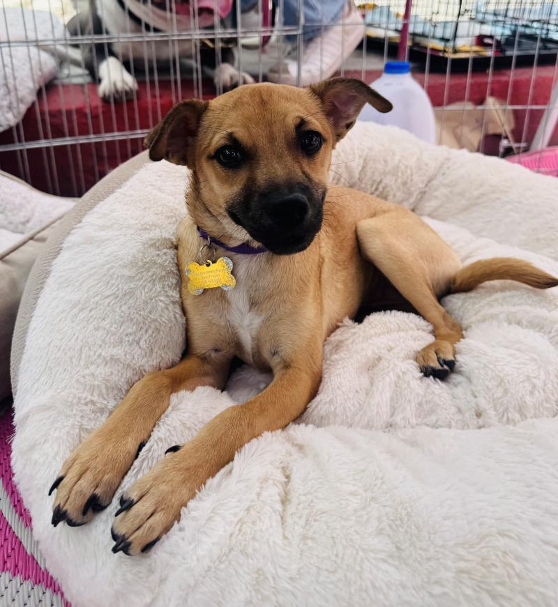 Nori, Adoptable, Young Female Chihuahua & Miniature Pinscher.