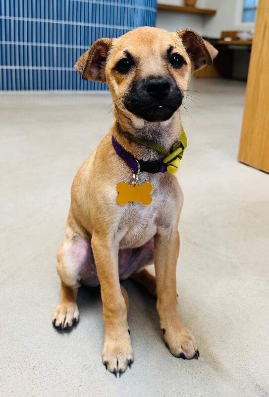 Enlarge Nori, a Adoptable mixed breed in Valley Village, CA image 3/5