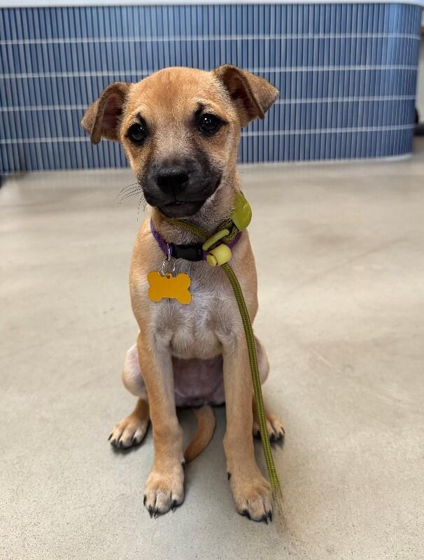 Enlarge Nori, a Adoptable mixed breed in Valley Village, CA image 4/5