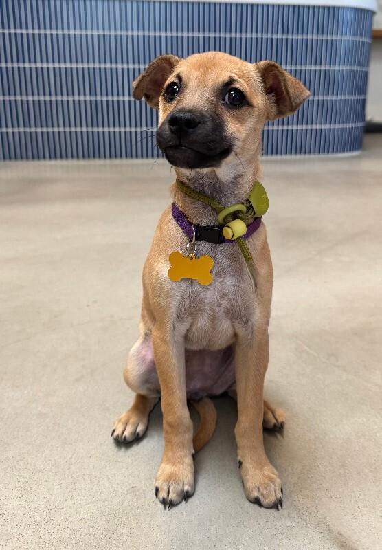 Enlarge Nori, a Adoptable mixed breed in Valley Village, CA image 5/5