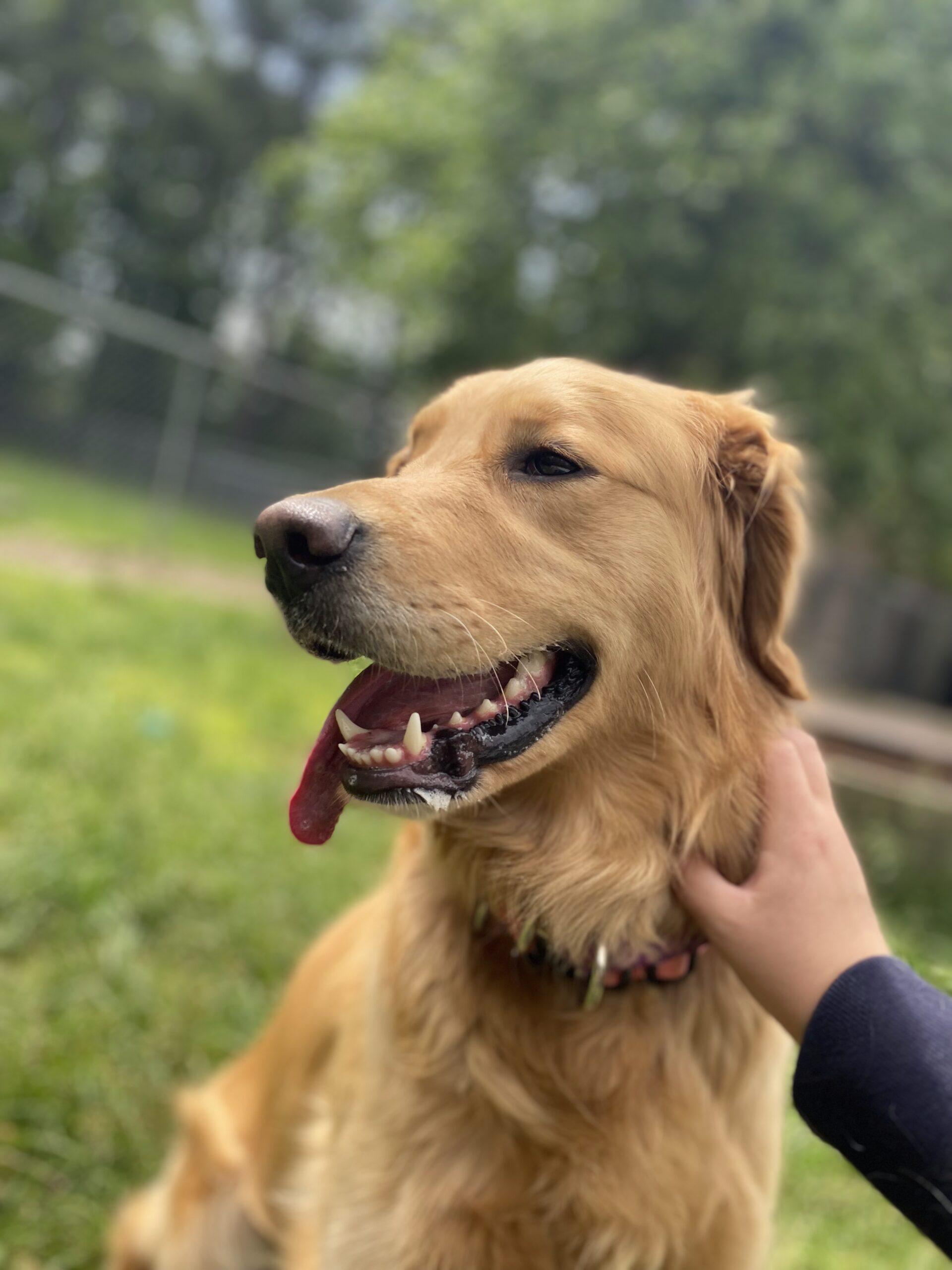 Rosebud, a Adoptable Golden Retriever in Hudson, MA image 1/4