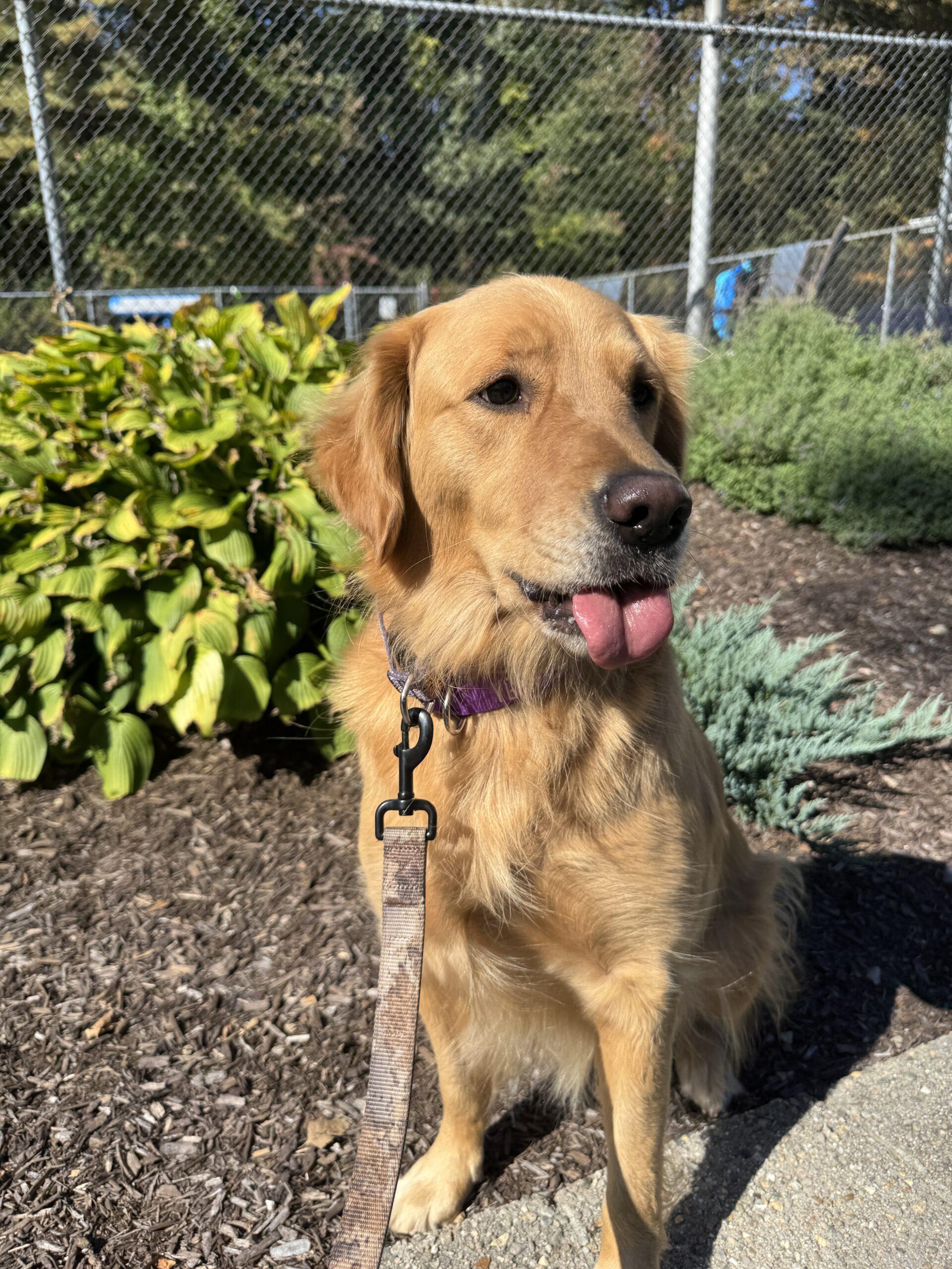 Rosebud, a Adoptable Golden Retriever in Hudson, MA image 2/4
