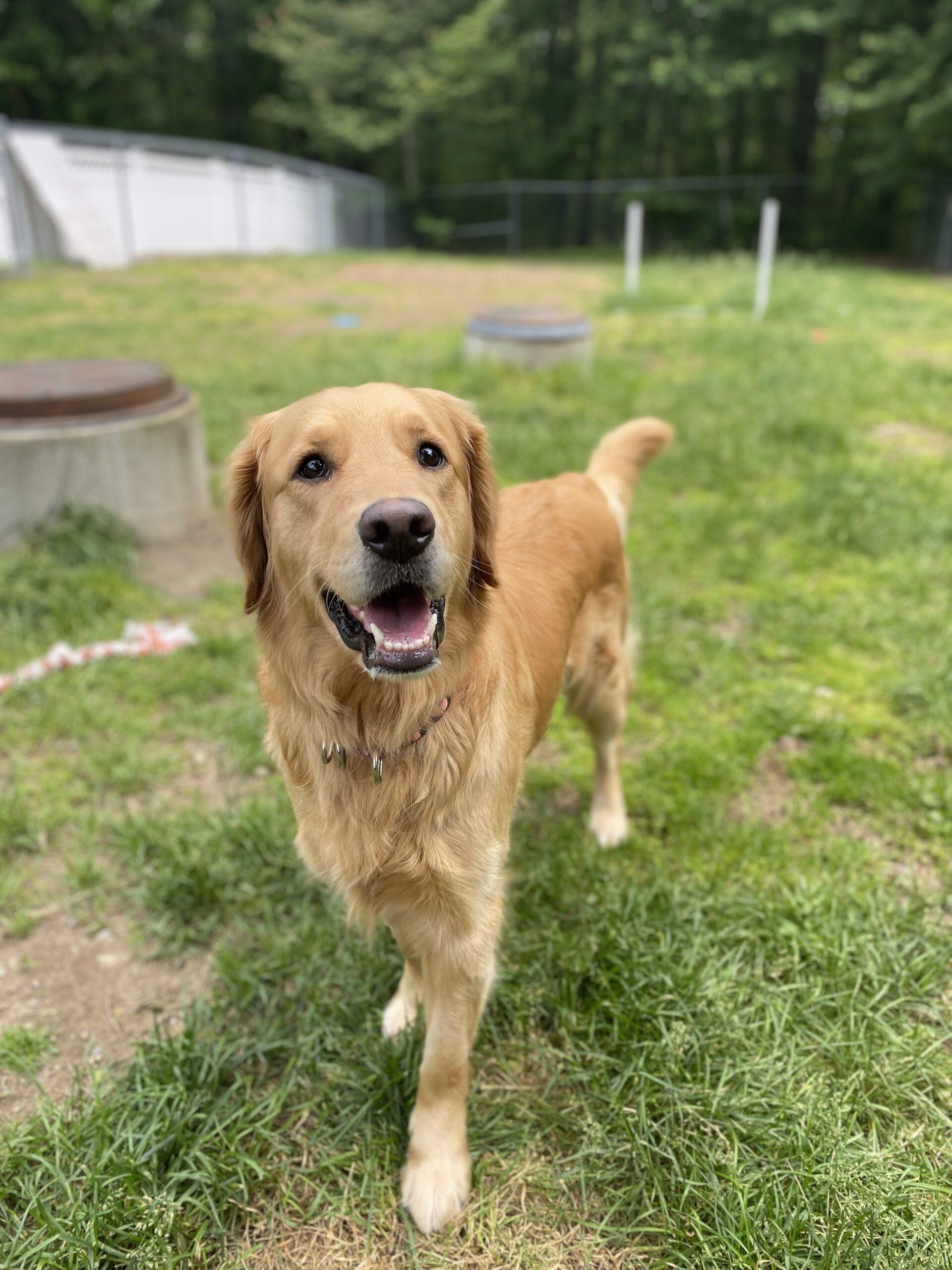 Rosebud, a Adoptable Golden Retriever in Hudson, MA image 3/4