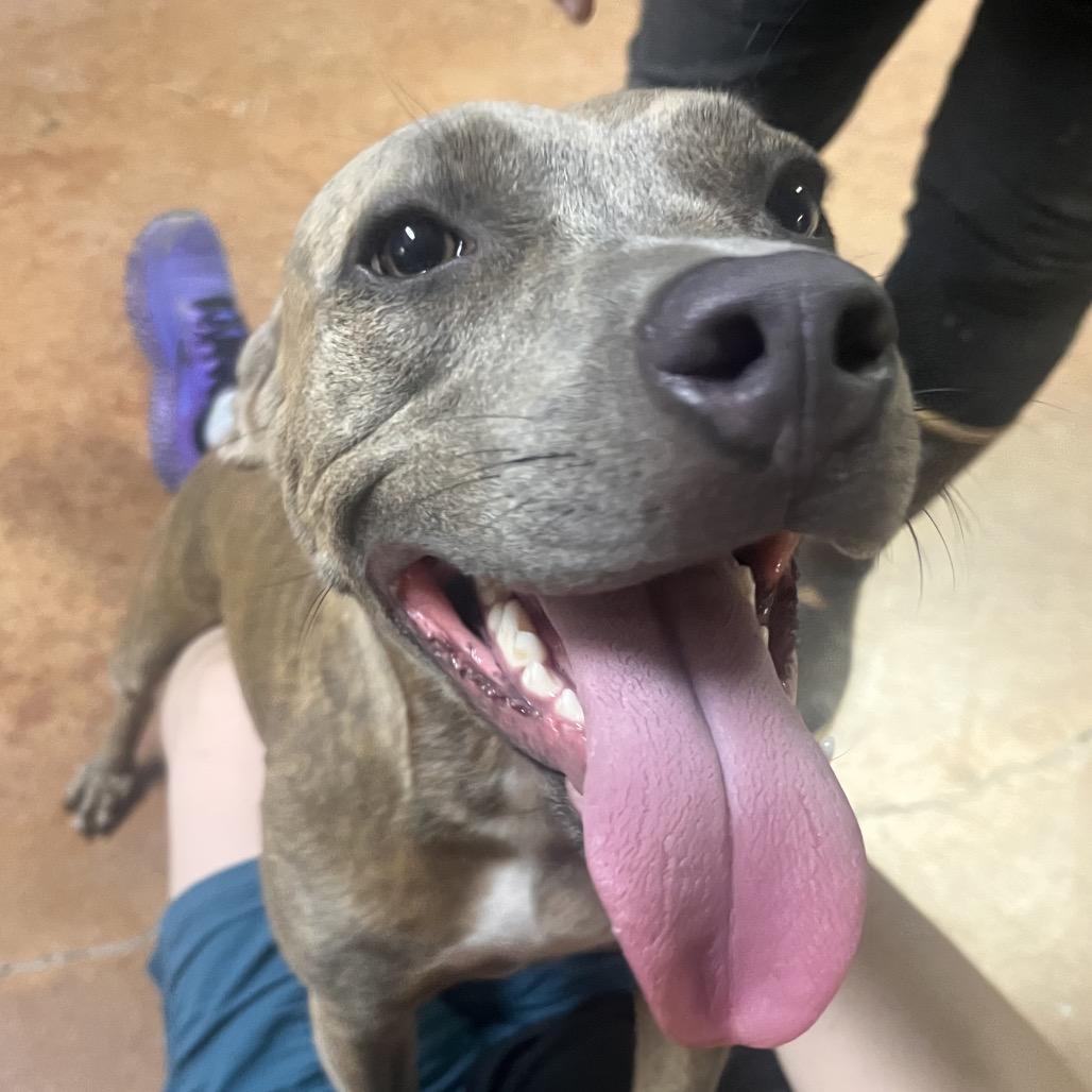 Enlarge Harmony Blue, a Adoptable Pit Bull Terrier in Clarksville, AR image 1/6